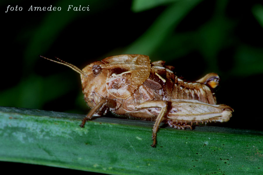 Variabilit cromatica in Ocneridia nigropunctata